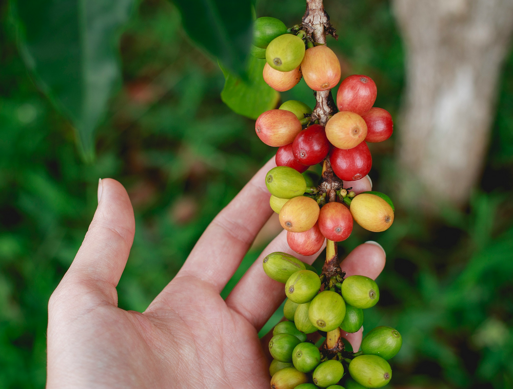 Hand holding a branch of coffee berries with a blurred green background